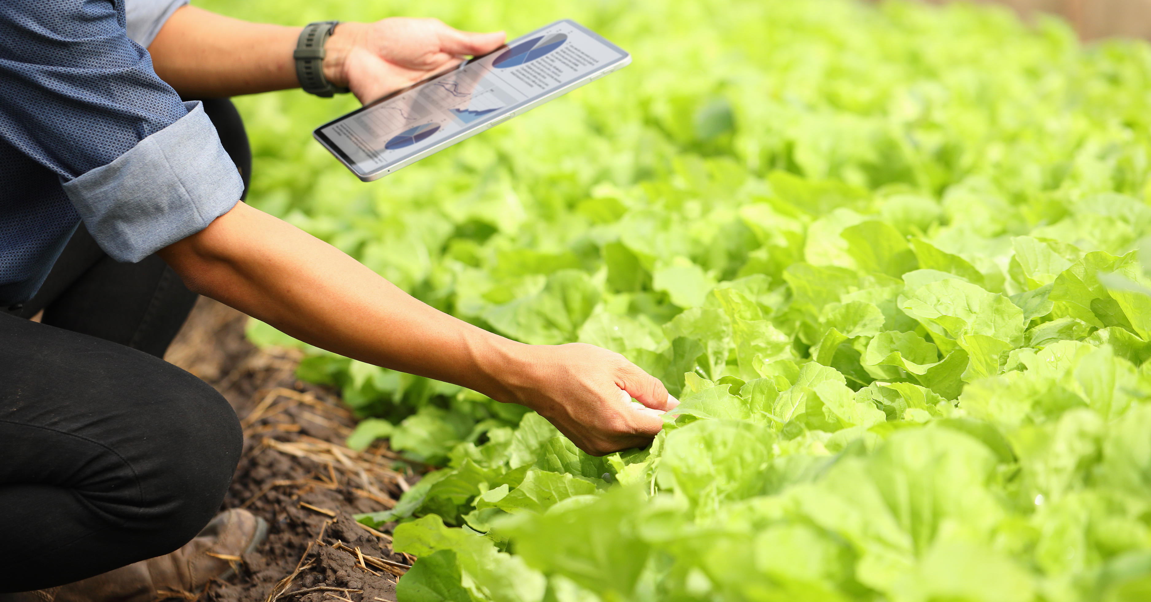 Agrovermi organic fertilizer plant growth