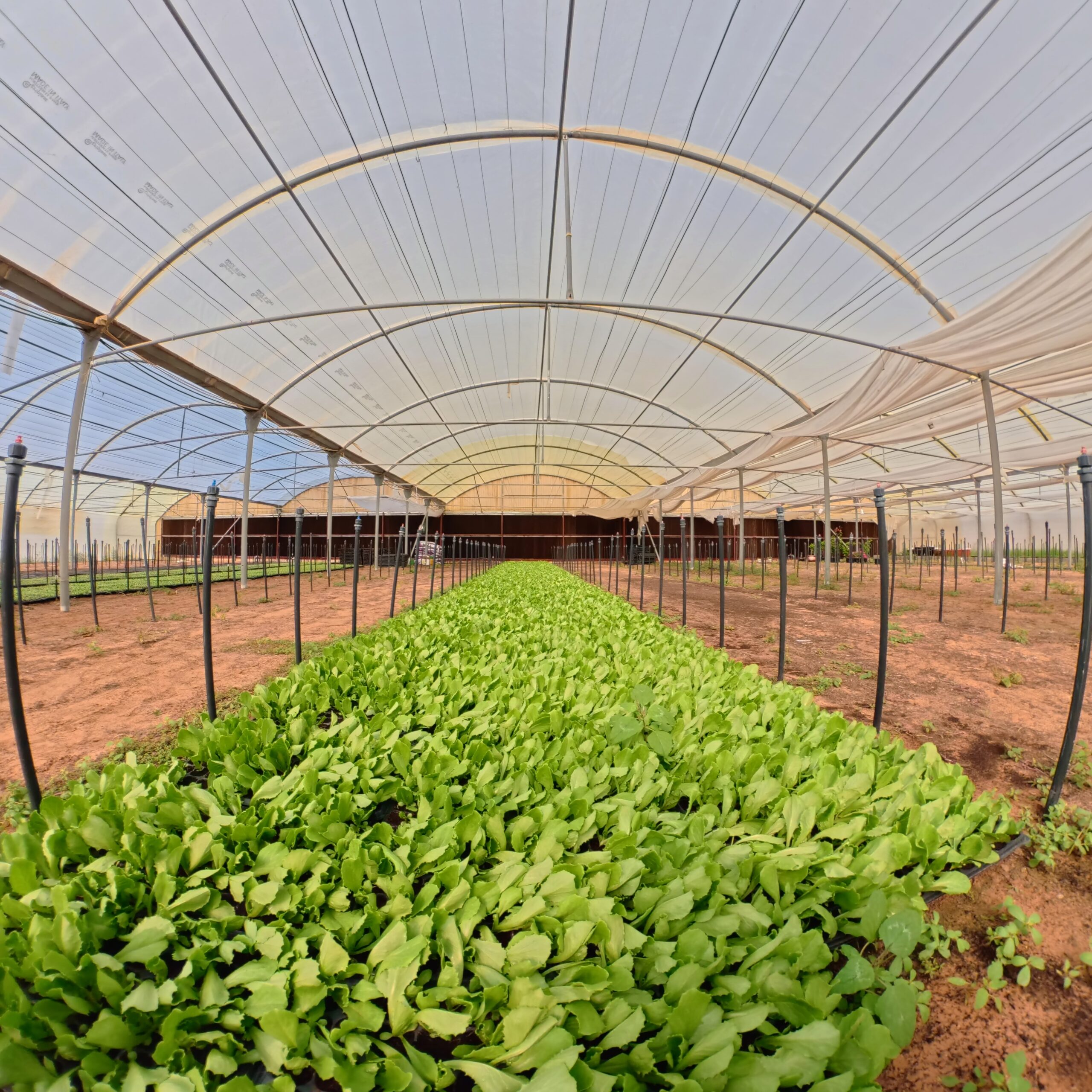 Fresh and organic growth using vermicompost